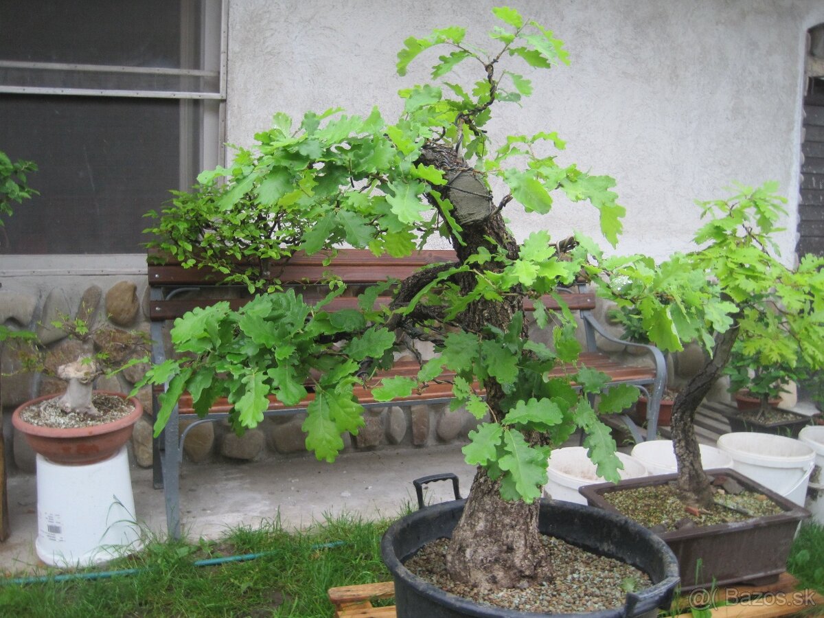 bonsai,bonsaj-DUB 2 - 7