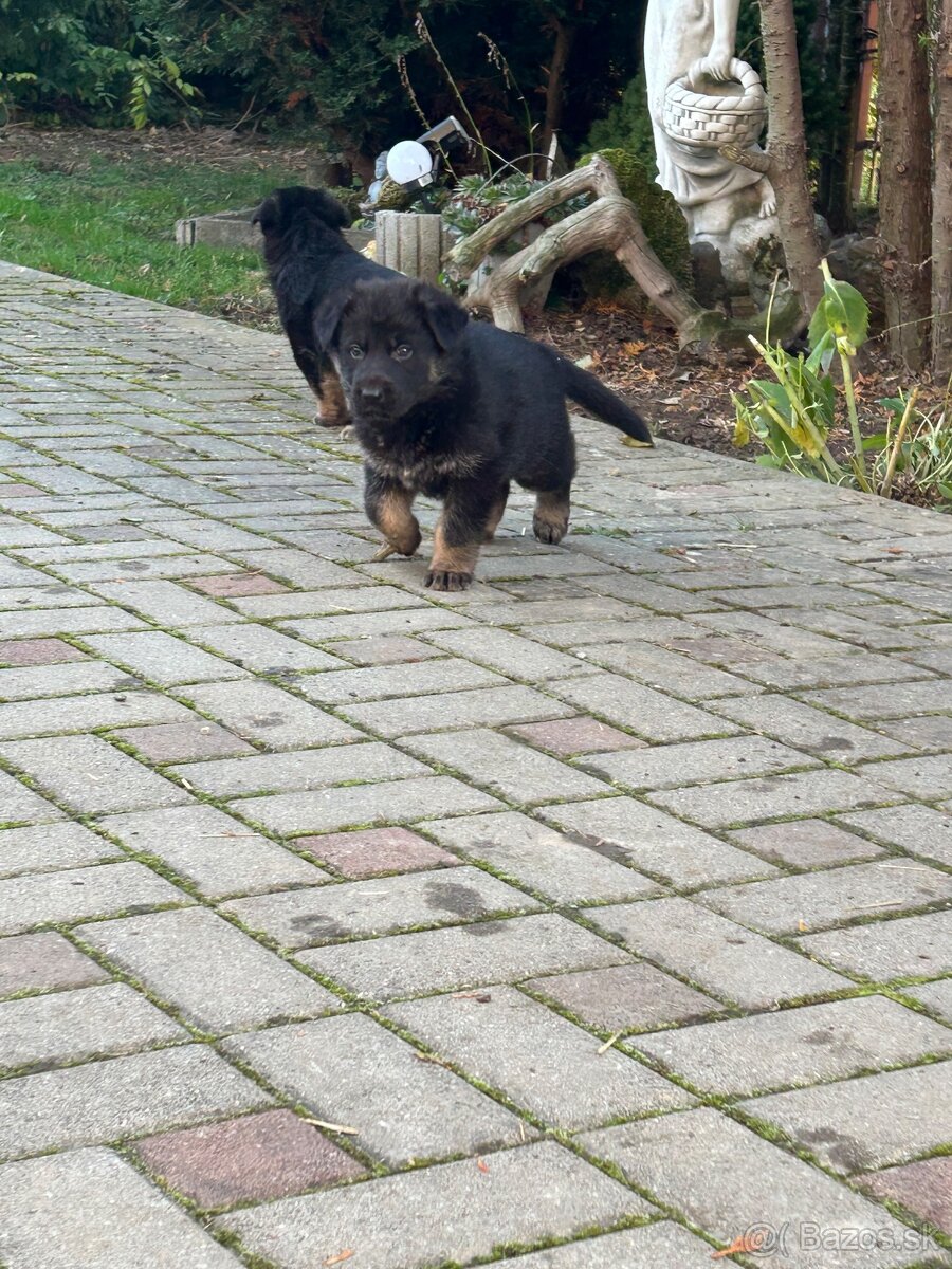Nemecky ovčiak šteniatka - 7