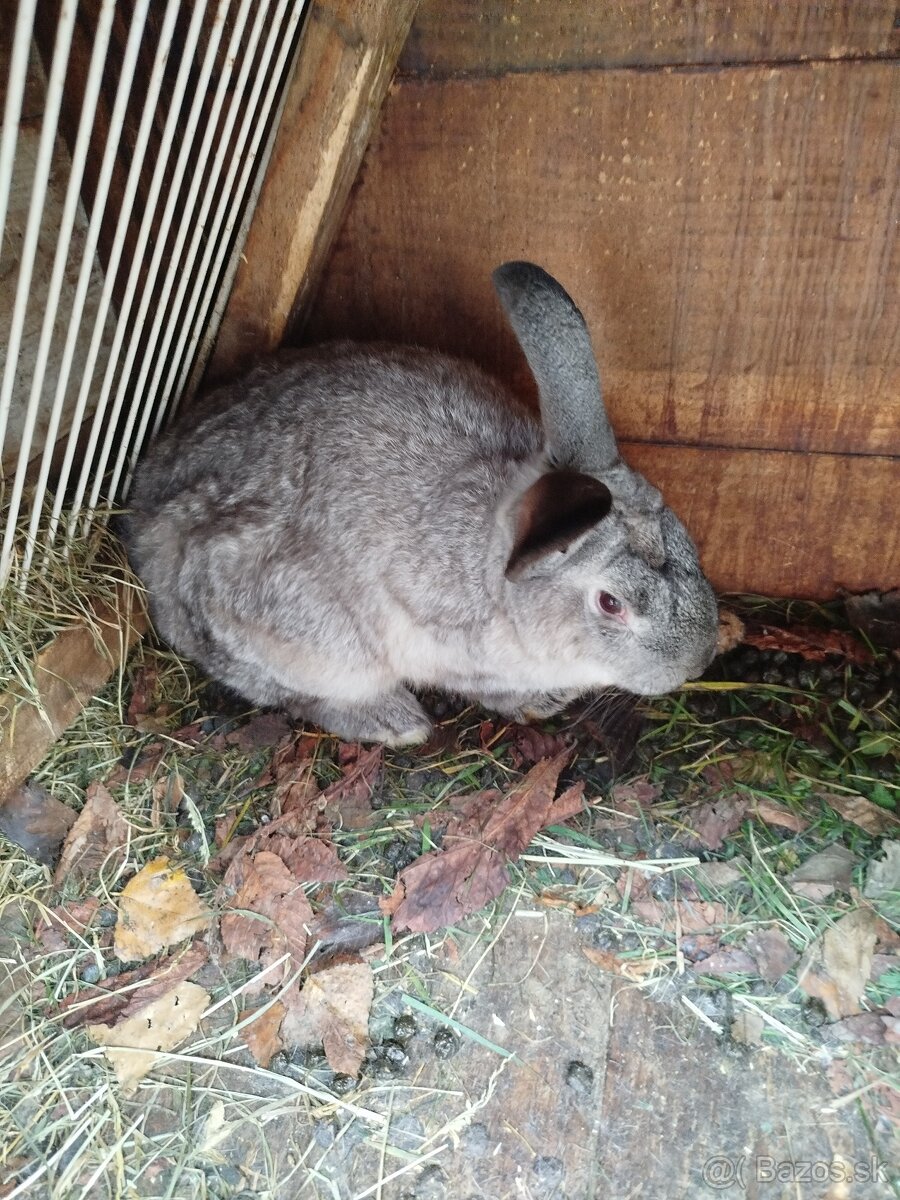 Predám zajace - 7
