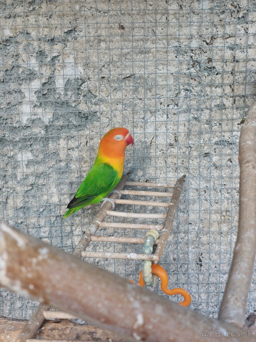 Agapornis fisher - 7