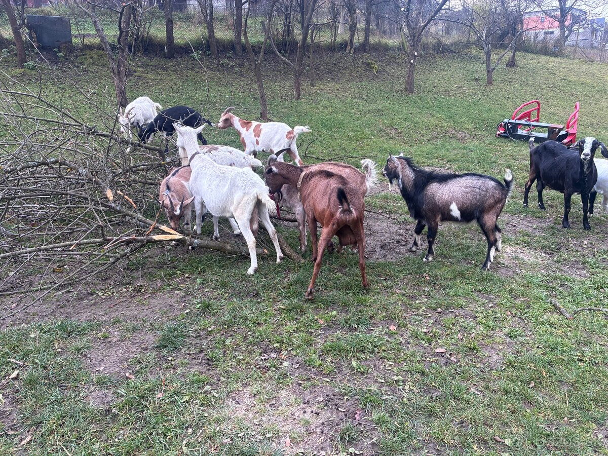 Predám dojné kozi - 7