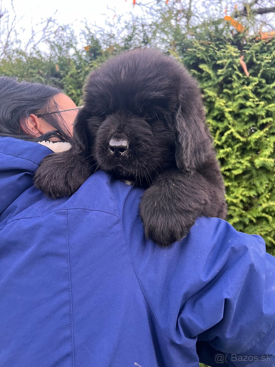 Novofundlandský pes s PP Fenka - 7