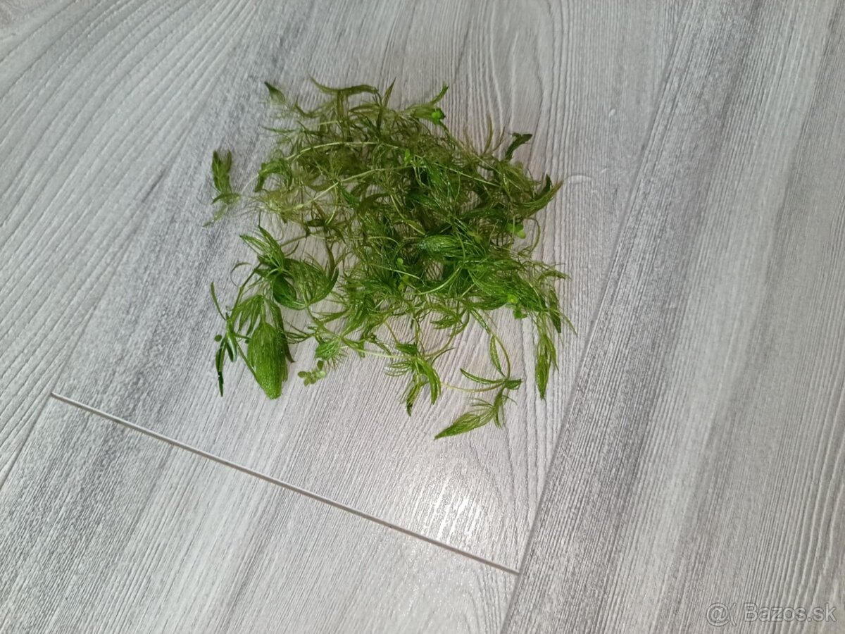 Akvarijné rastliny - 7