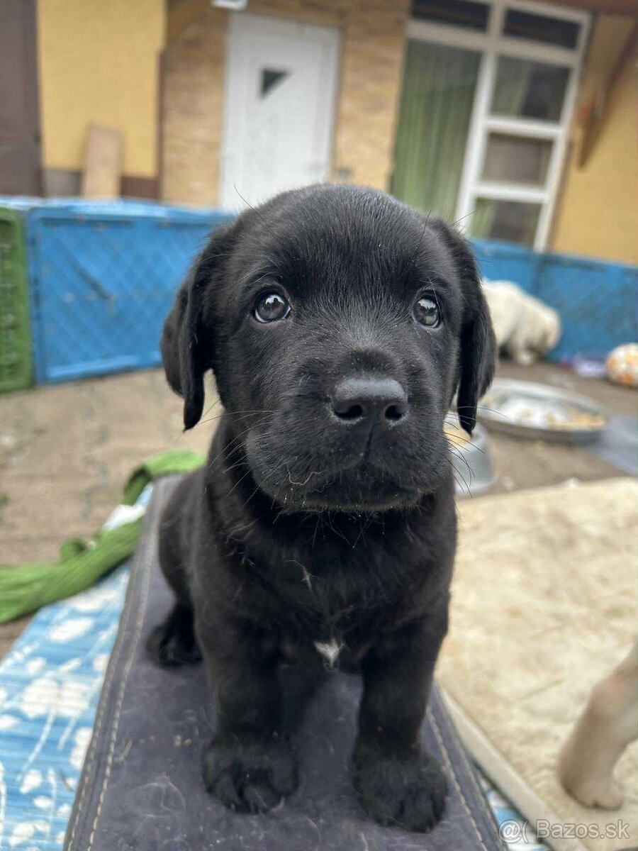Labrador retriever šteniatka s PP - 7