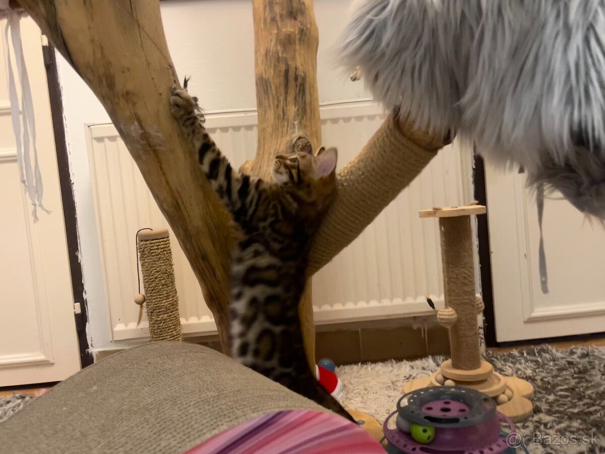 Bengalska mačka - 7