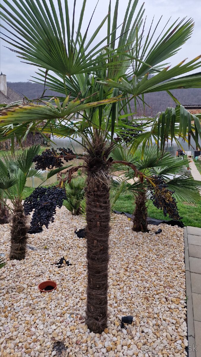 Sadenice mrazuvzdornej palmy Trachycarpus fortunei - 7