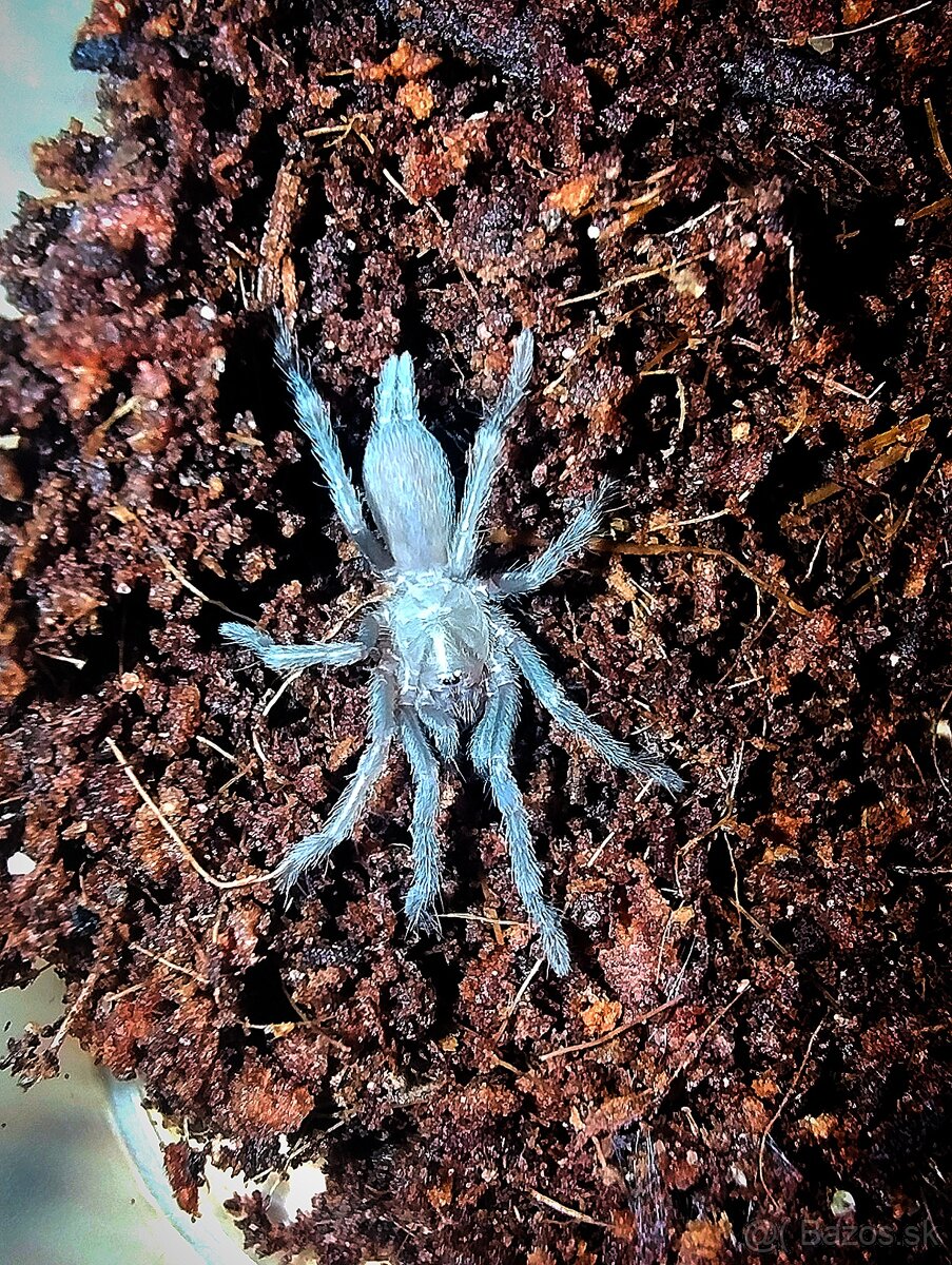 Pavúk, Vtáčkar , Tarantula , Terárium - 7
