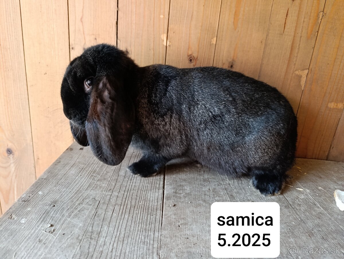 Francúzsky baran - 7