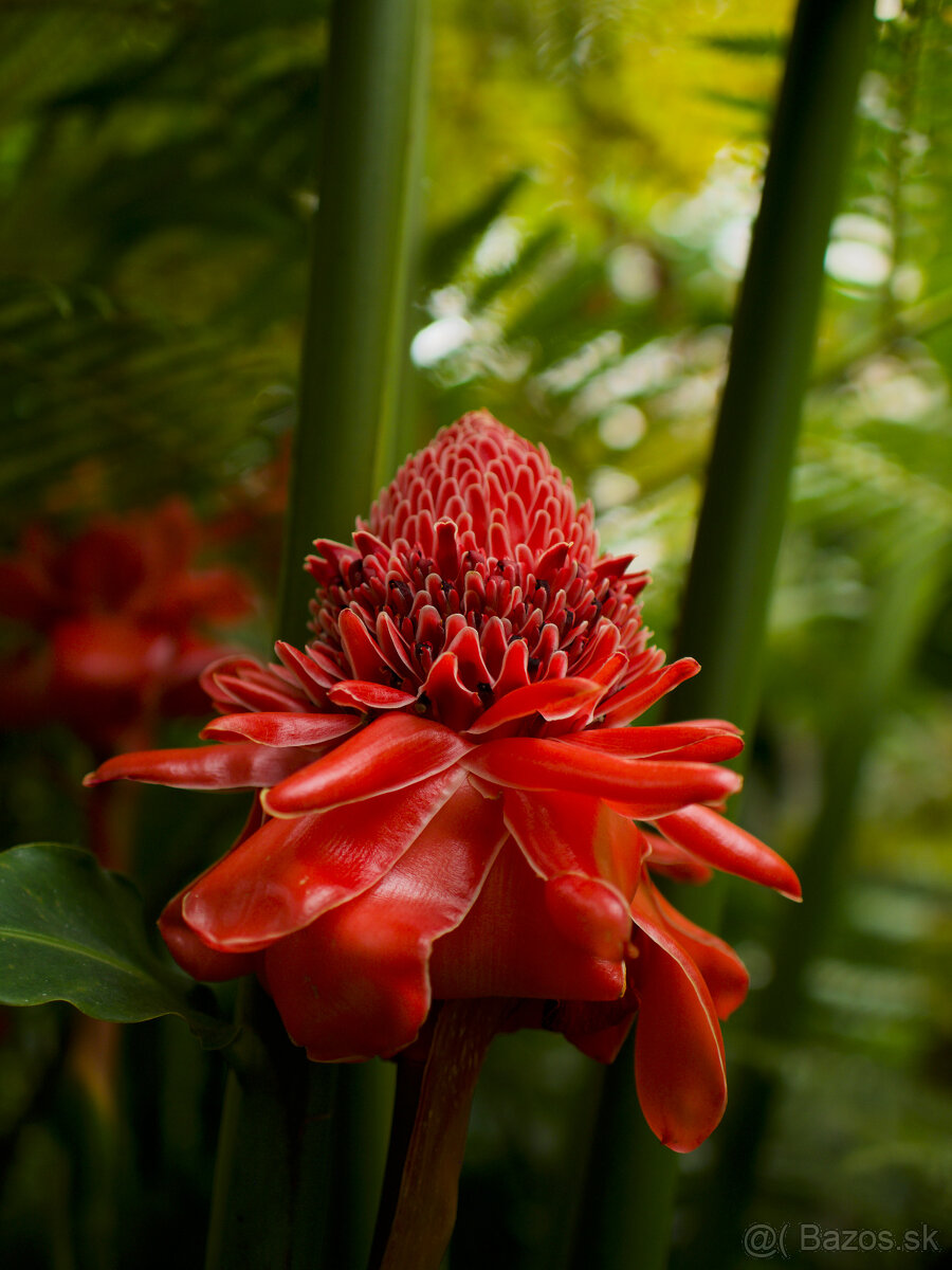 Olympus E-M1 II telo + 3 objektívy - 7