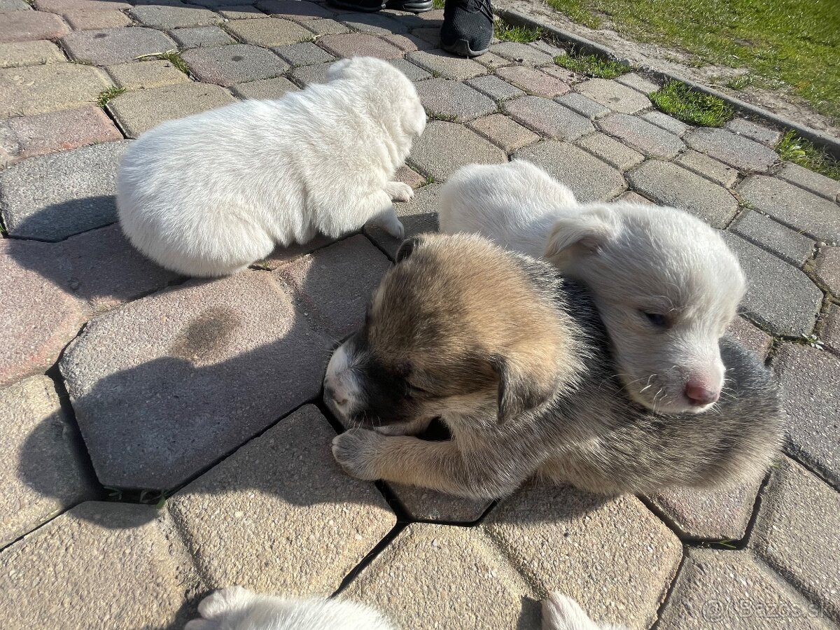 Máme na predaj šteniatka - 7