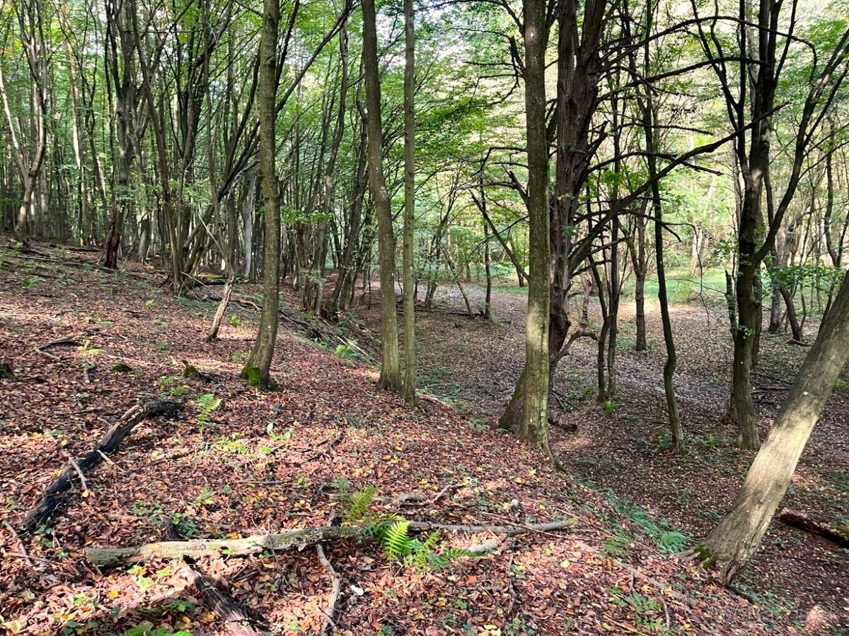 Raslavice – 156.000 m2 LESOV (87,6% podielov na LV) - 7