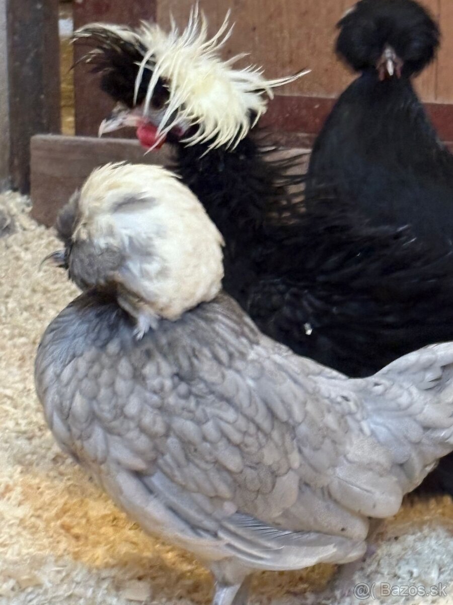 Holandské chocholaté sliepky na predaj - 7