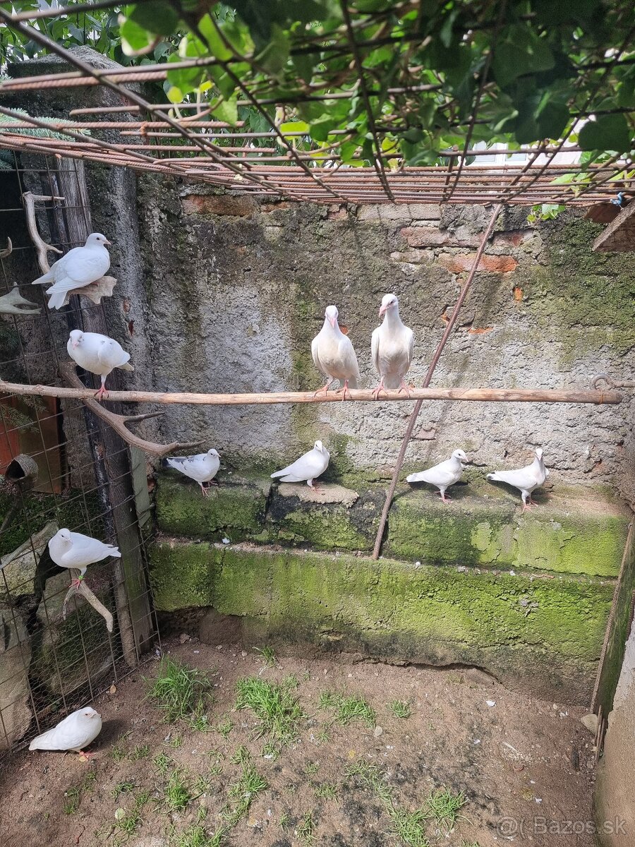 BIELE POŠTOVÉ HOLUBY - 7