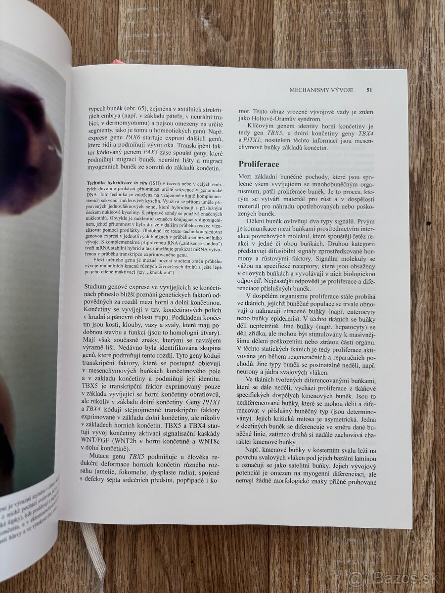 Anatomia Čihák 1,2 - 7