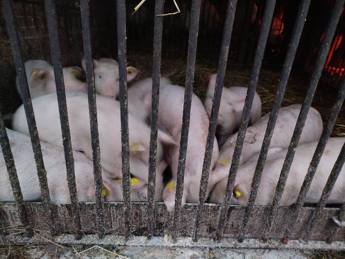 Predám odstavčatá - 7