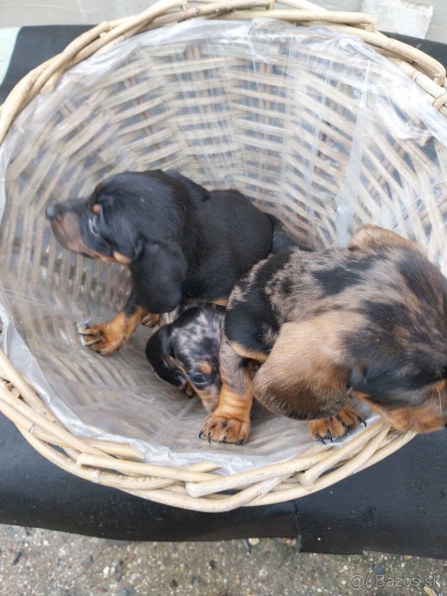 Jazvečík trpasličí - merle - 7