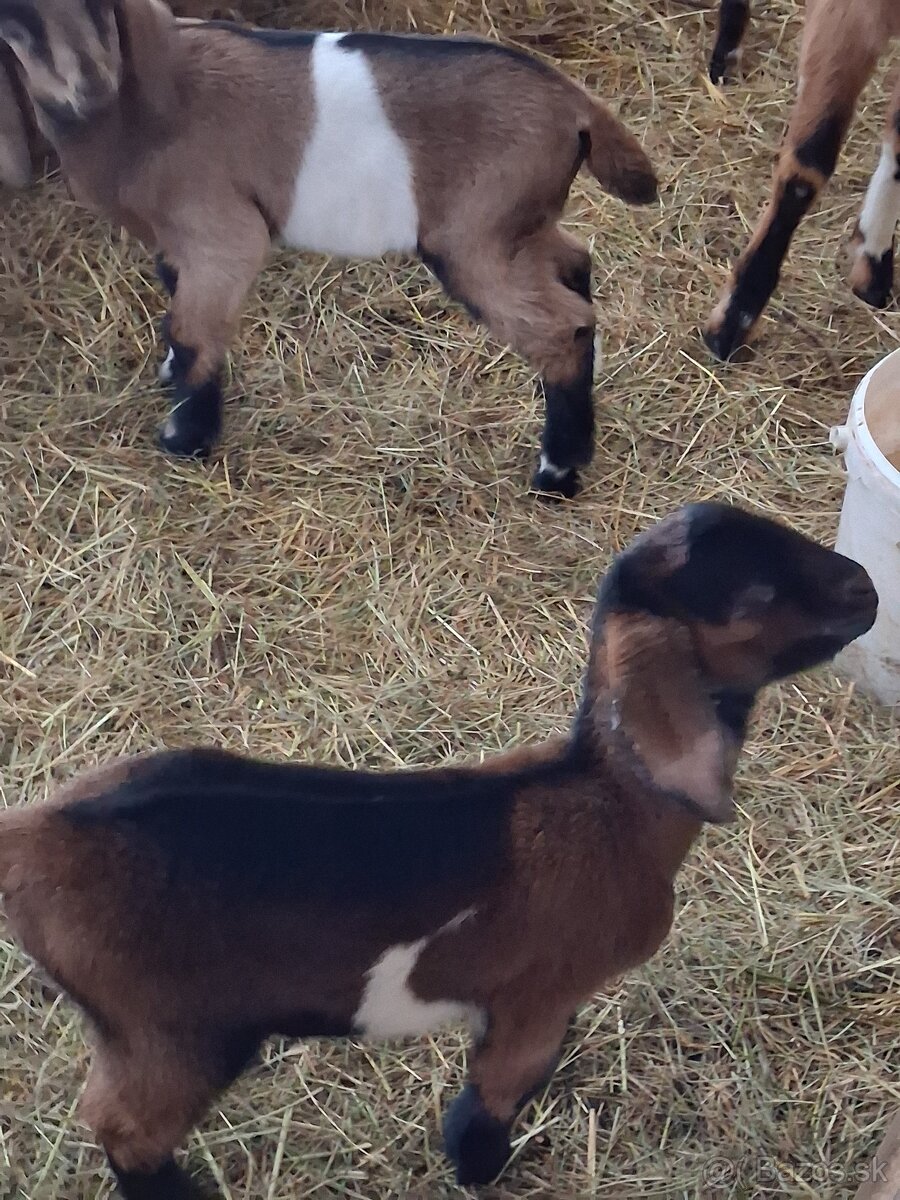 anglonubijsky cap - 7