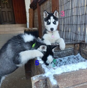 Sibírsky husky - 7