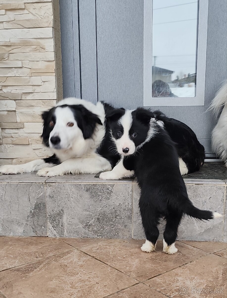 Border kólia šteniatka - 7