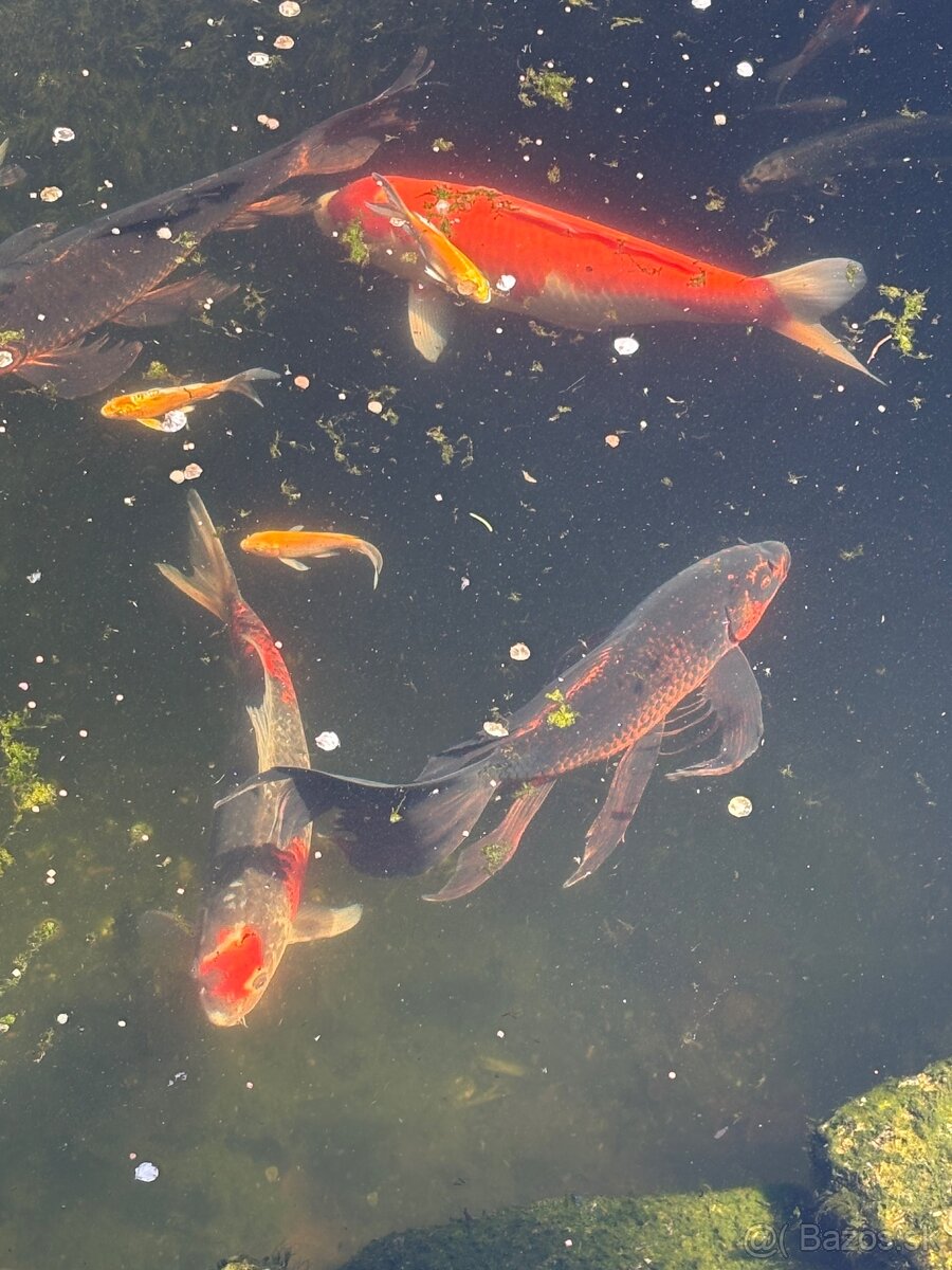 Buterfly koi ,Japonské koi kapre - 7