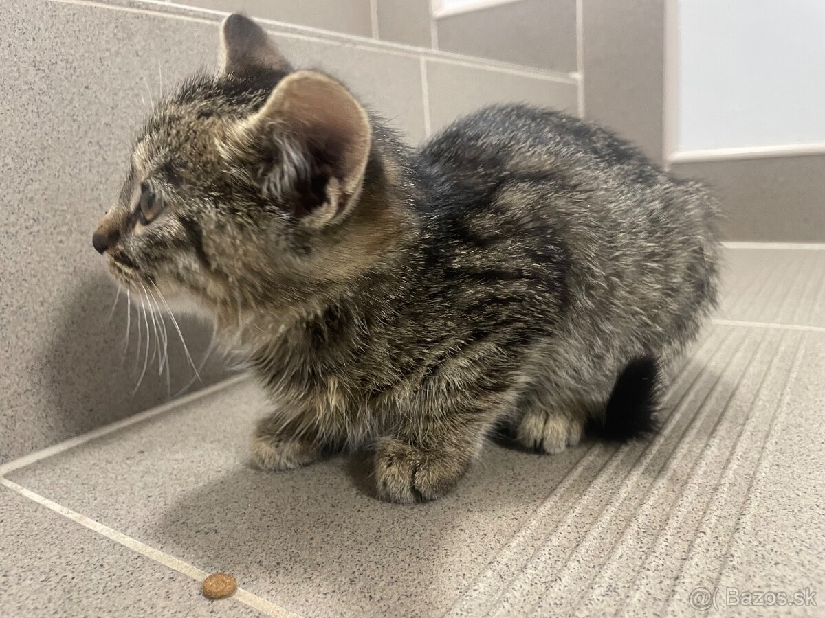 Darujem kocúrika - 7