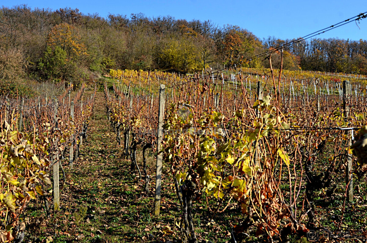 Záhradný domček s vinohradom - 7