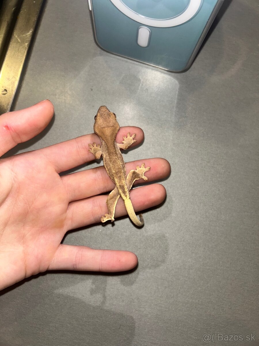 Mladé pagekony riasnaté - 7