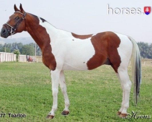 Perspektívna kobyla ST do chovu/športu - 7