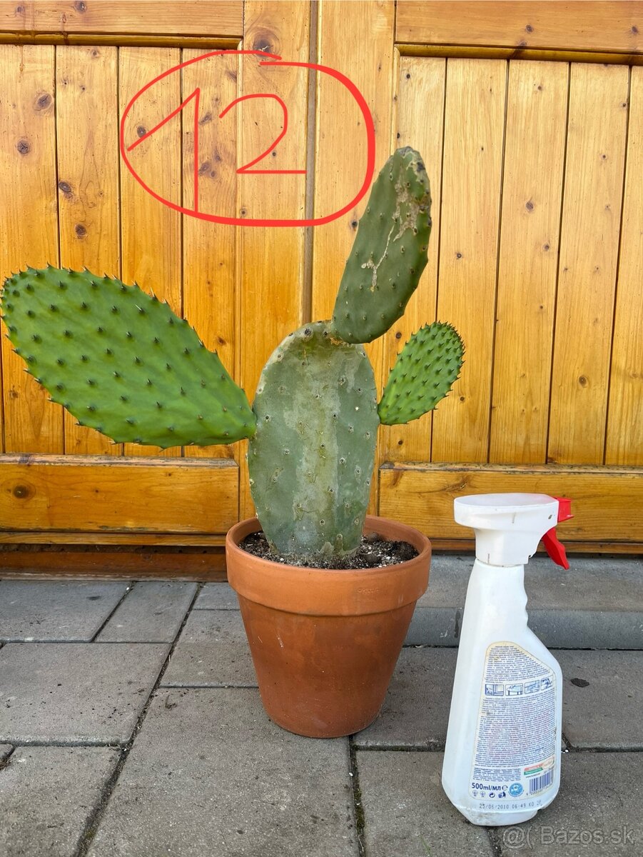 Opuncia / Figový kaktus - 7