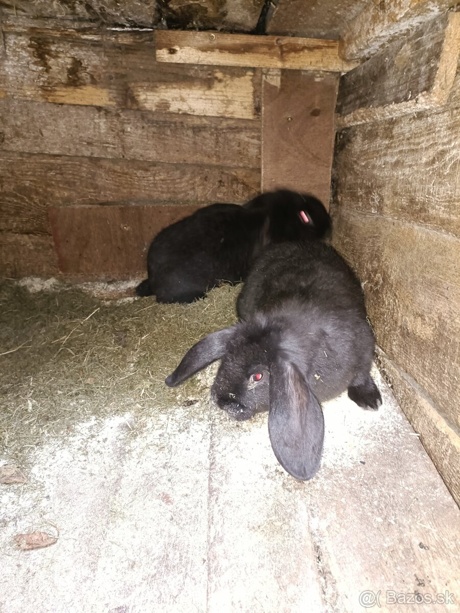 Predám králiky - 7
