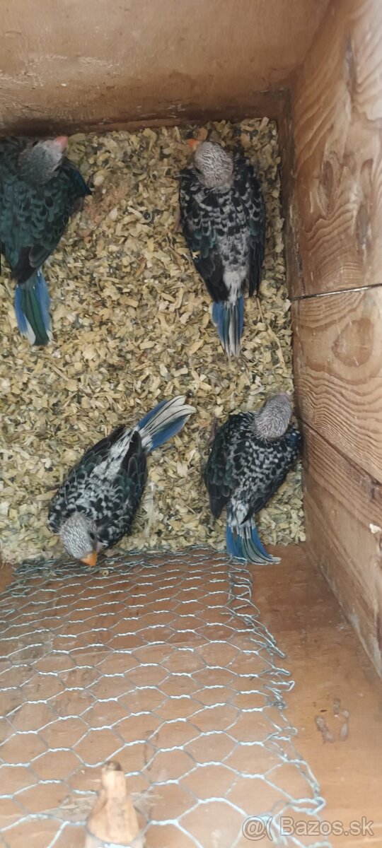 1.0 modry/opalin - 7