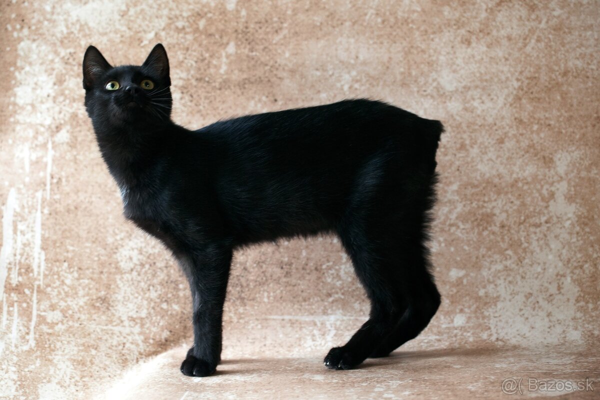 ❤ Sirius - spoločenský, zvedavý a všudezdejší - 7