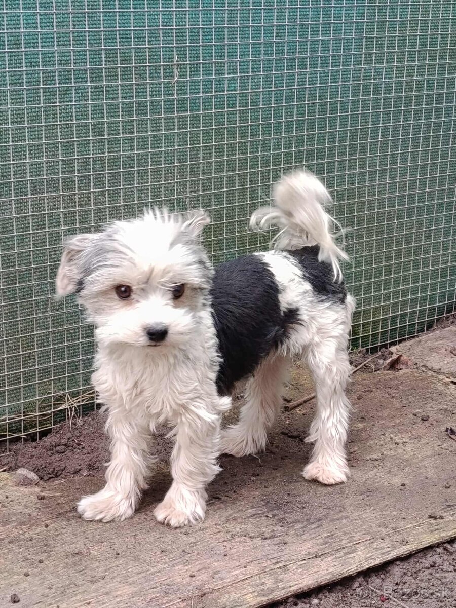 Yorkshirsky terier - biewer - 7