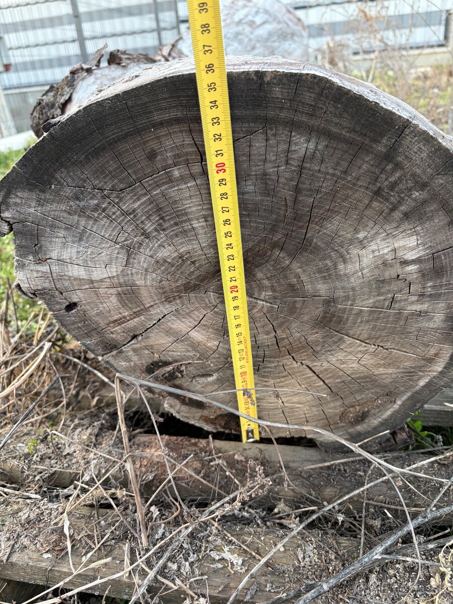 Čerešnove drevo - 7