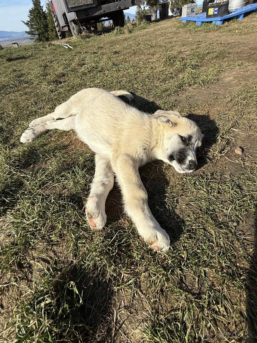 Predám šteniatka kangaly - 7