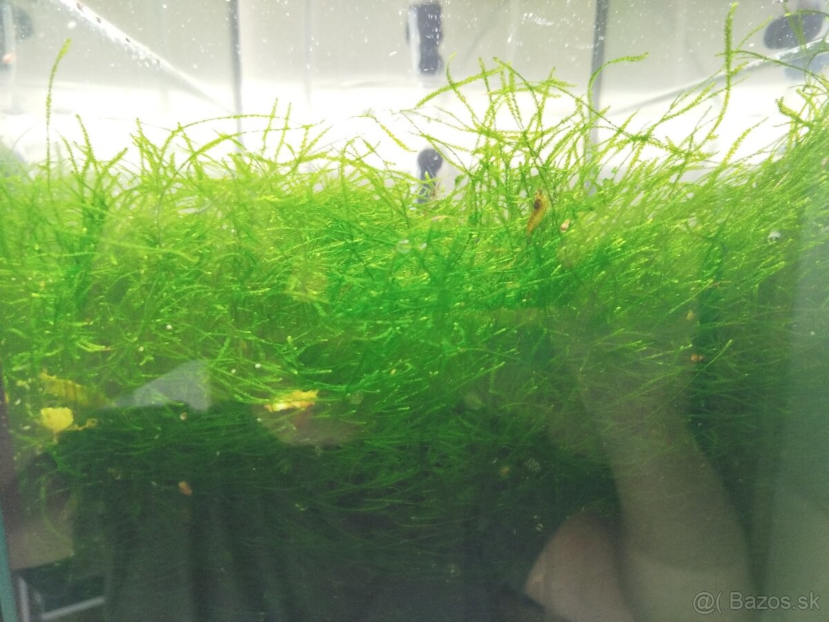 Raritné machy a rastliny - 7