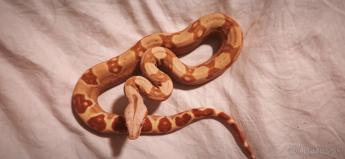 Velhad kralovsky sunglow - 7