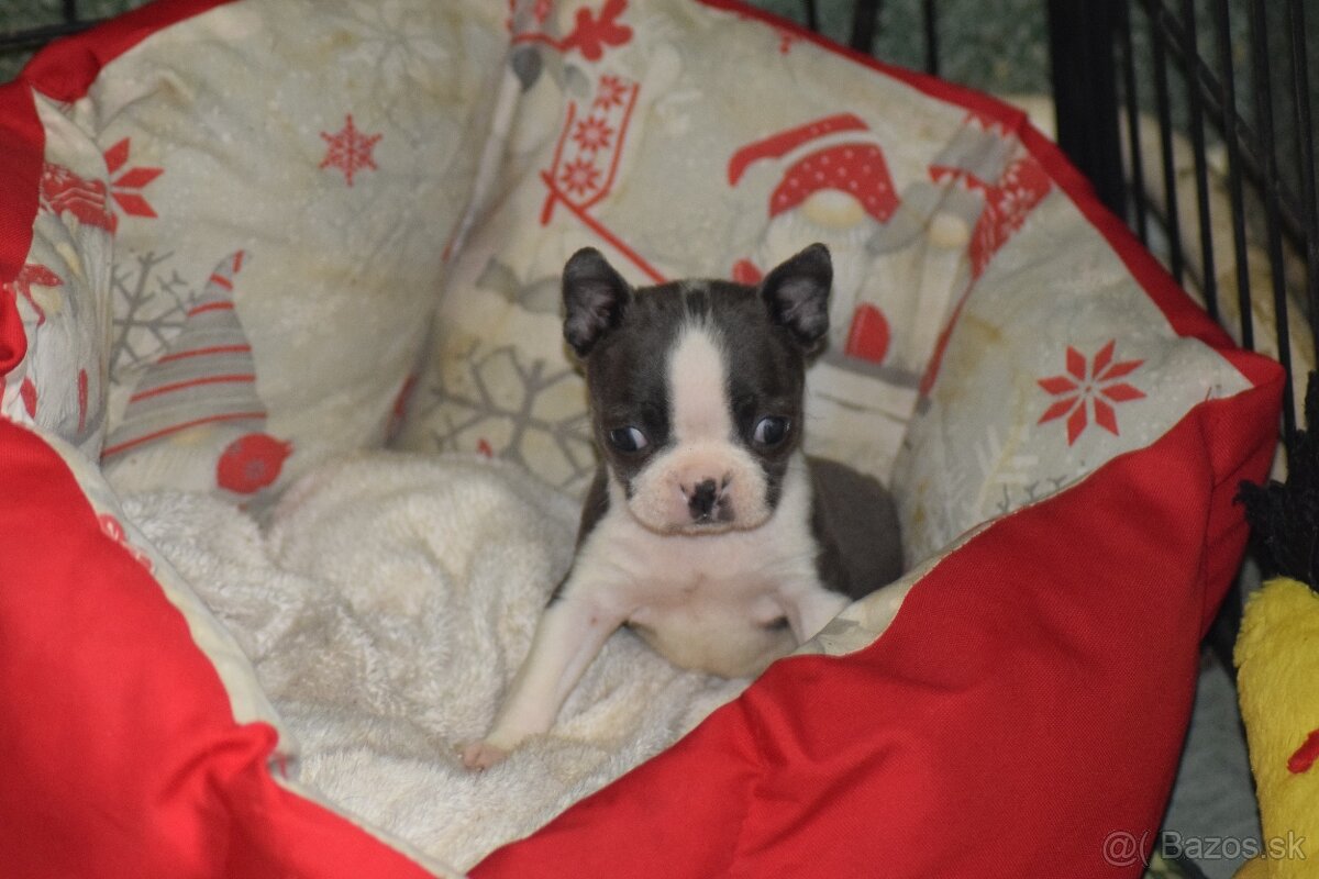 bostonský teriér s PP - modrý pejsek+ modrá holčička - 7