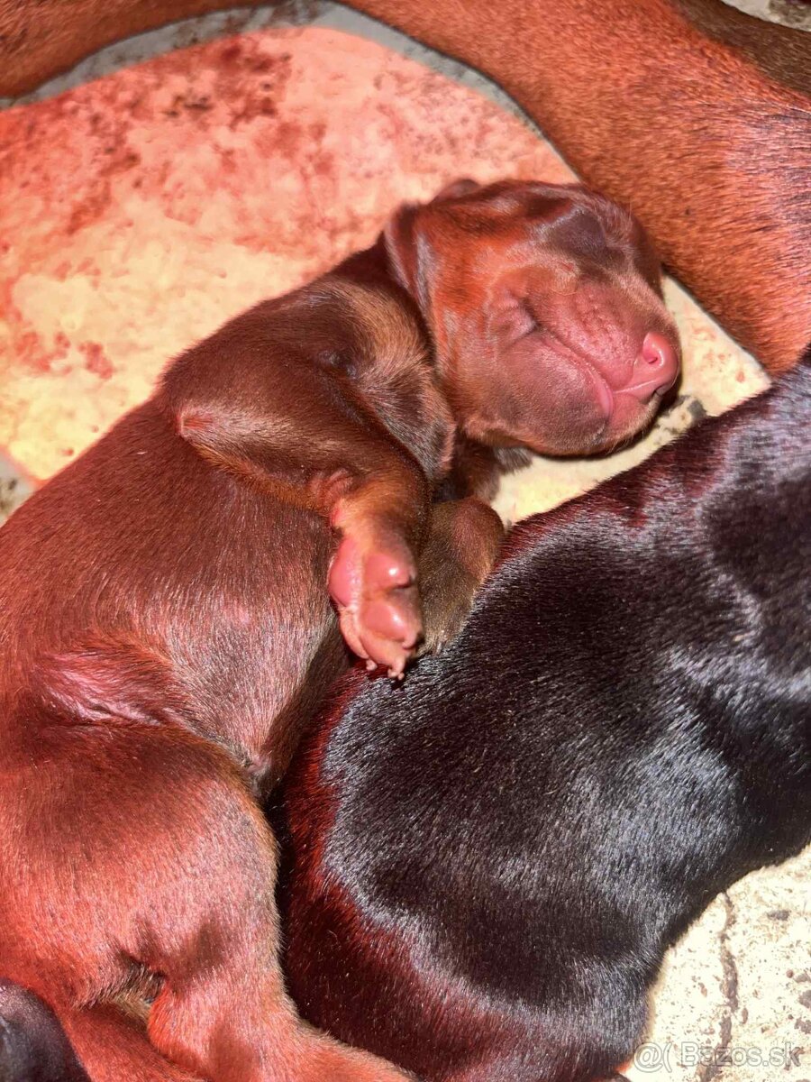 DOBERMAN ŠTENIATKA S FCI PP - 7