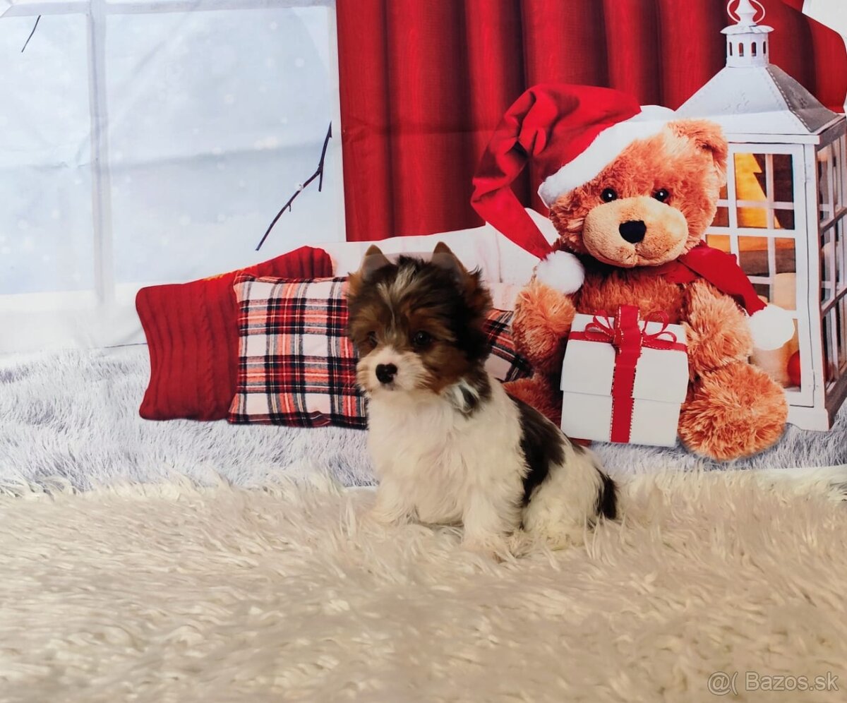 Yorkshire teriér, Biewer, Biro, Yorkshire teriér s PP - 7