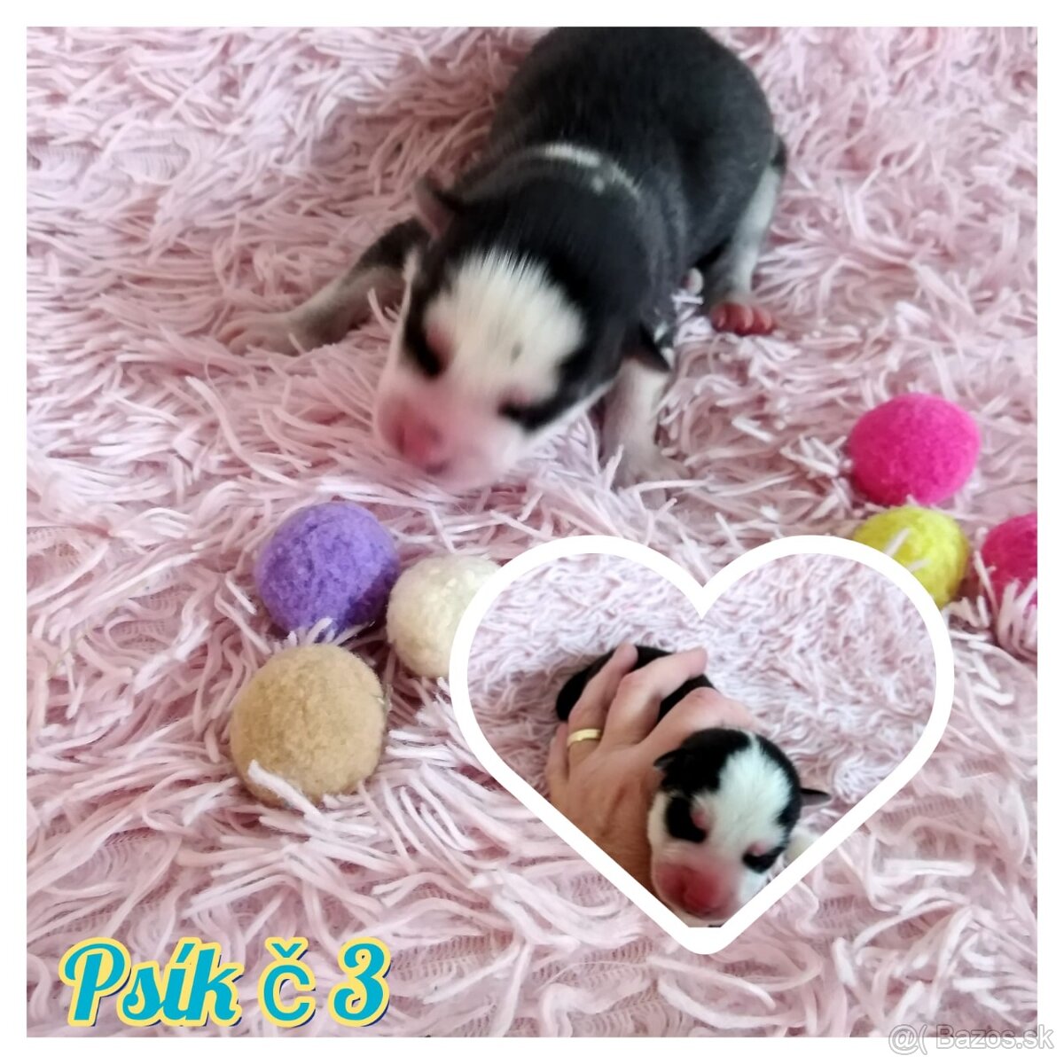 Sibírsky husky hasky - 7