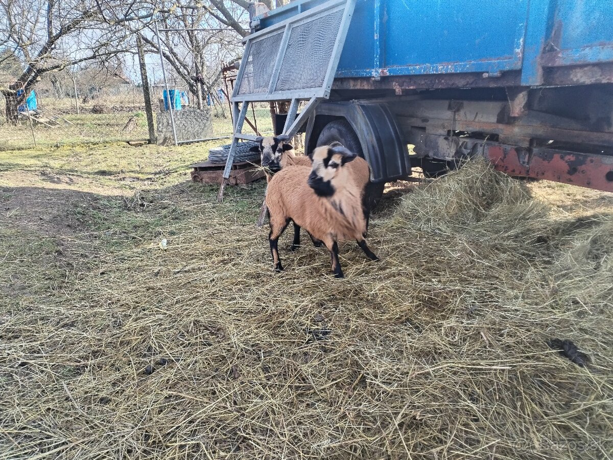 Kamerunske ovce/barany 2ks - 7