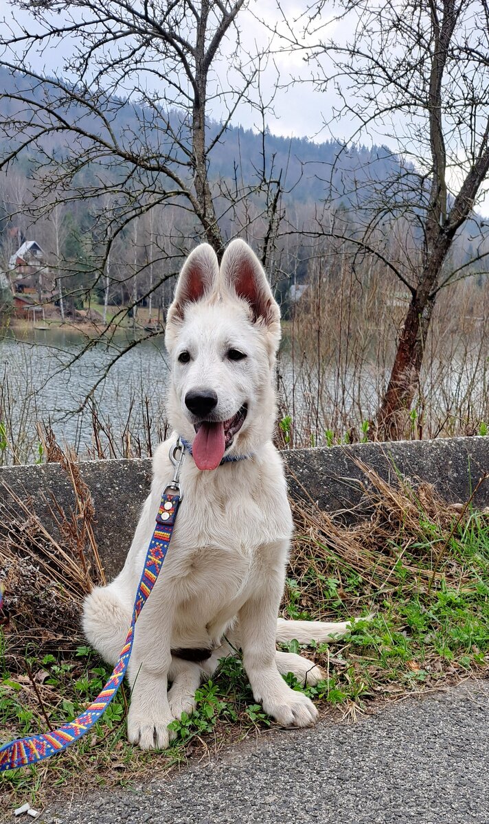 Biely švajčiarsky ovčiak s PP - 7