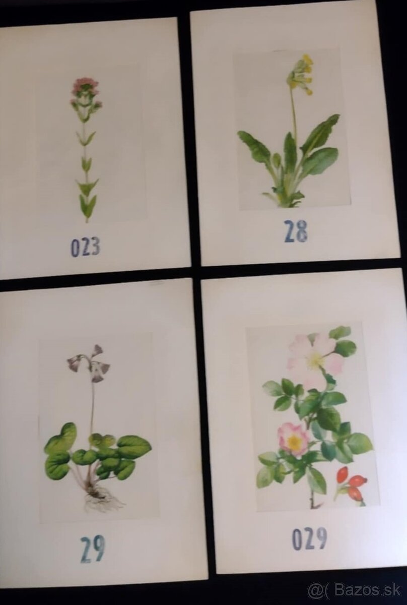 obrázky rastlín - 7