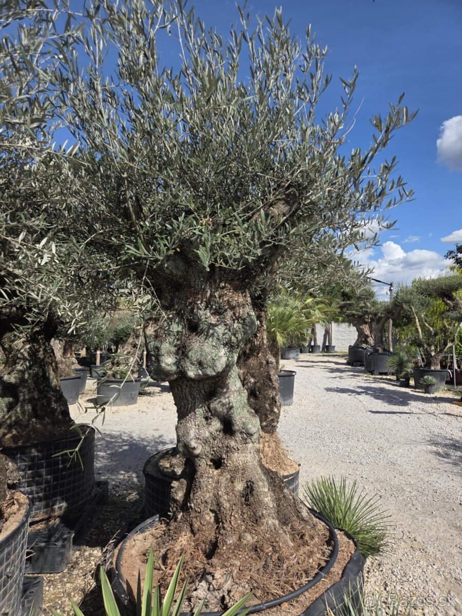 ‼️Akcia‼️ Olivovníky Bonsai - 7