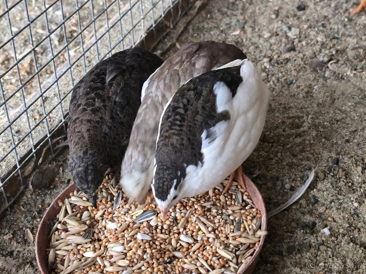 Čínska prepelica - 7