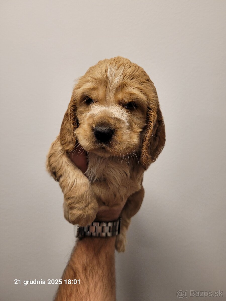 Anglický kokeršpaniel s rodokmeňom PL - 7