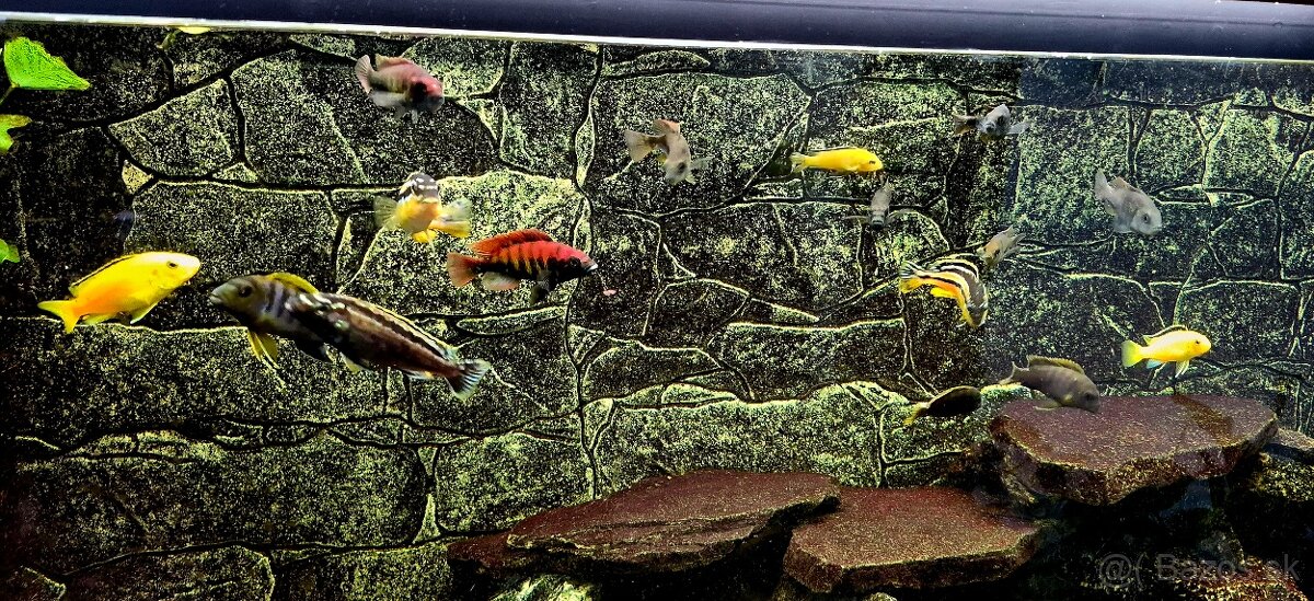 Africké cichlidy - 7