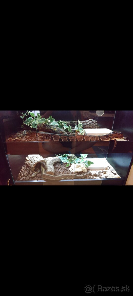 Python regius (Pytón Kráľovský) párik + tera - 7