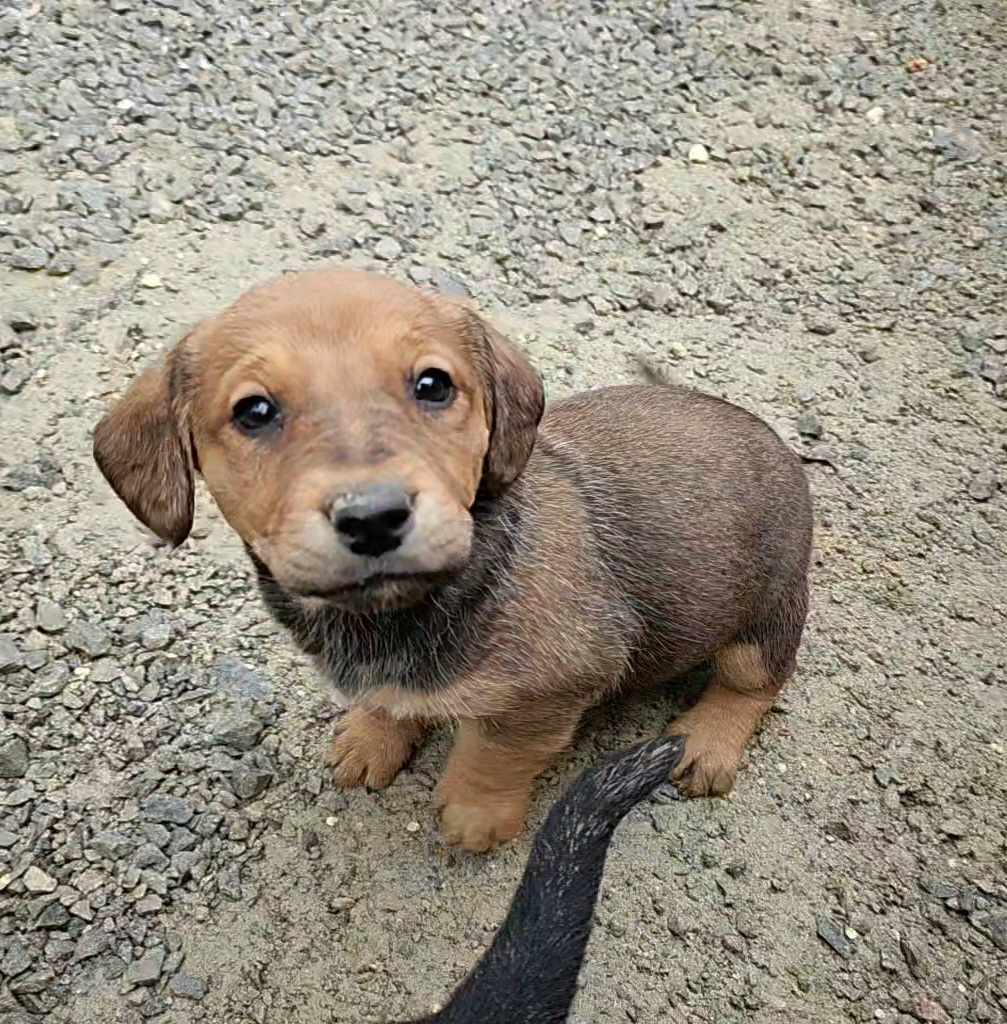 DARUJEM Šteniatka - 7